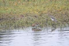 Gallinago magellanica