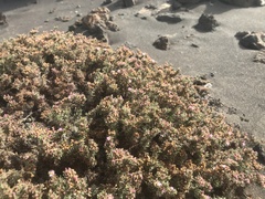 Frankenia ericifolia