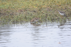 Gallinago magellanica