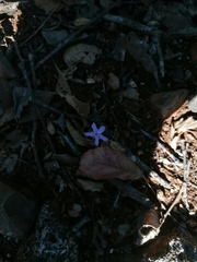 Pseuderanthemum praecox