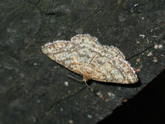 Heliomata glarearia