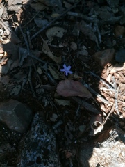 Pseuderanthemum praecox