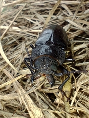 Mallodon spinibarbis