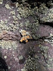 Rhizoplaca chrysoleuca