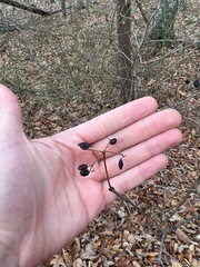 Viburnum acerifolium