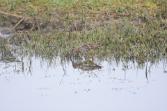 Gallinago magellanica