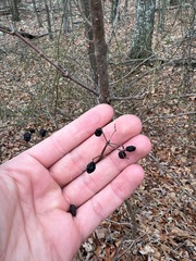 Viburnum acerifolium