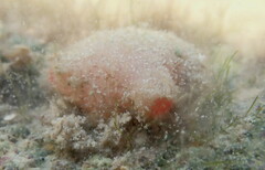 Styelidae