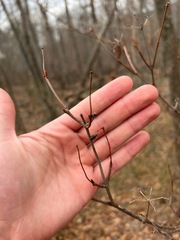 Viburnum acerifolium