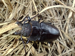 Mallodon spinibarbis