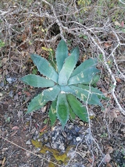 Agave seemanniana