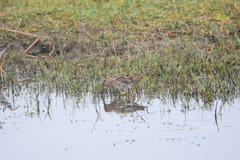 Gallinago magellanica