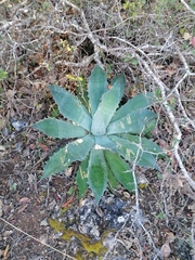 Agave seemanniana