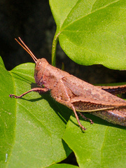 Abracris flavolineata