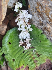 Streptocarpus vandeleurii