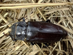 Mallodon spinibarbis
