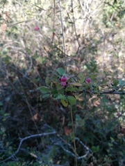 Malacomeles denticulata