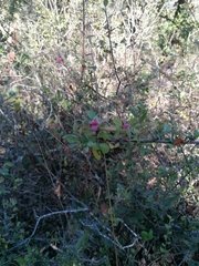 Malacomeles denticulata