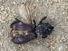 Aulacocyclus edentulus