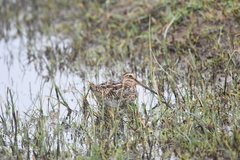 Gallinago magellanica