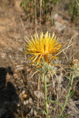 Centaurea ornata