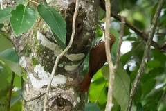 Lepidocolaptes squamatus