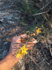 Talinum polygaloides