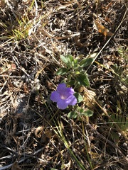 Ruellia lactea