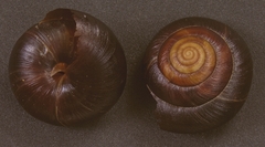 Monadenia infumata