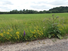 Campanula cervicaria