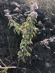 Critoniopsis