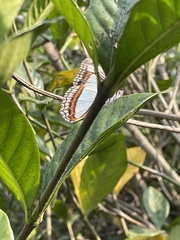 Adelpha basiloides