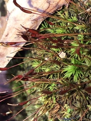 Atrichum angustatum