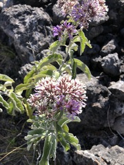 Critoniopsis
