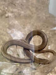 Coniophanes imperialis