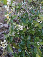 Crataegus mexicana