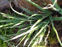 Aloe verecunda