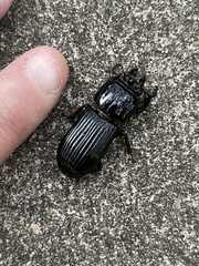 Odontotaenius