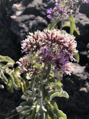 Critoniopsis