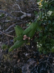 Crataegus mexicana