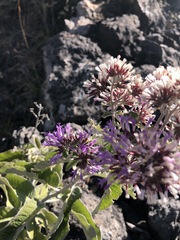Critoniopsis