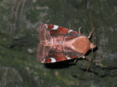 Cosmia diffinis