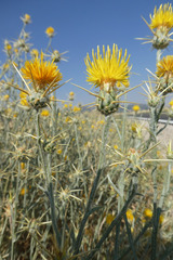 Centaurea solstitialis solstitialis