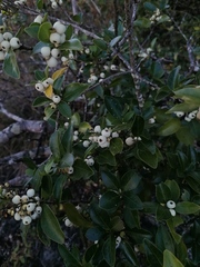 Crataegus mexicana
