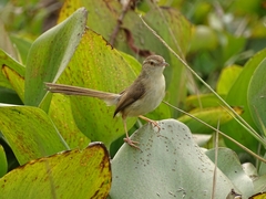Prinia inornata