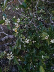 Crataegus mexicana