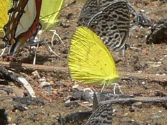 Eurema brigitta