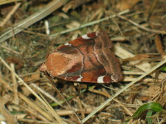 Cosmia diffinis