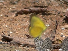 Eurema brigitta