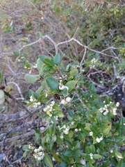 Crataegus mexicana